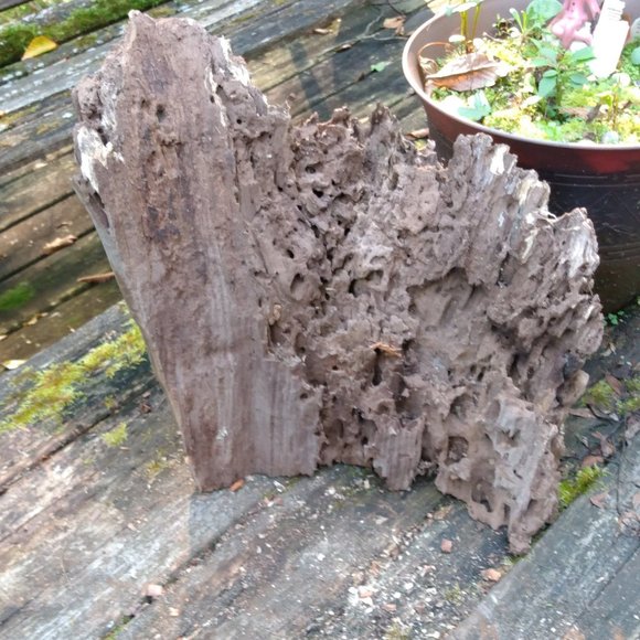 Nature Accents Unique Weathered Wood Piece Boring Insect Burrows